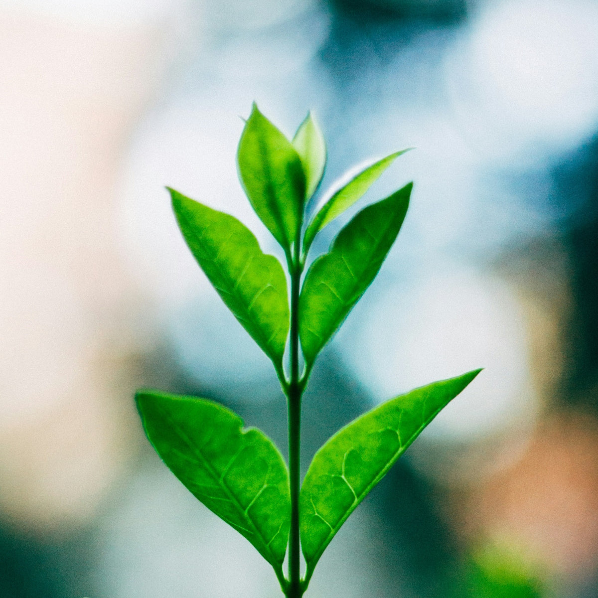 bienfaits-the-vert