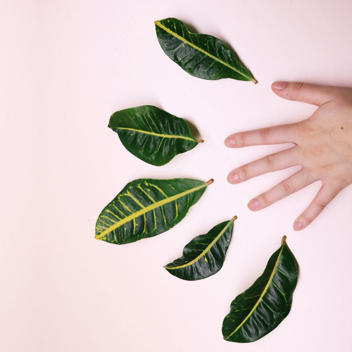plantes-peau-saine