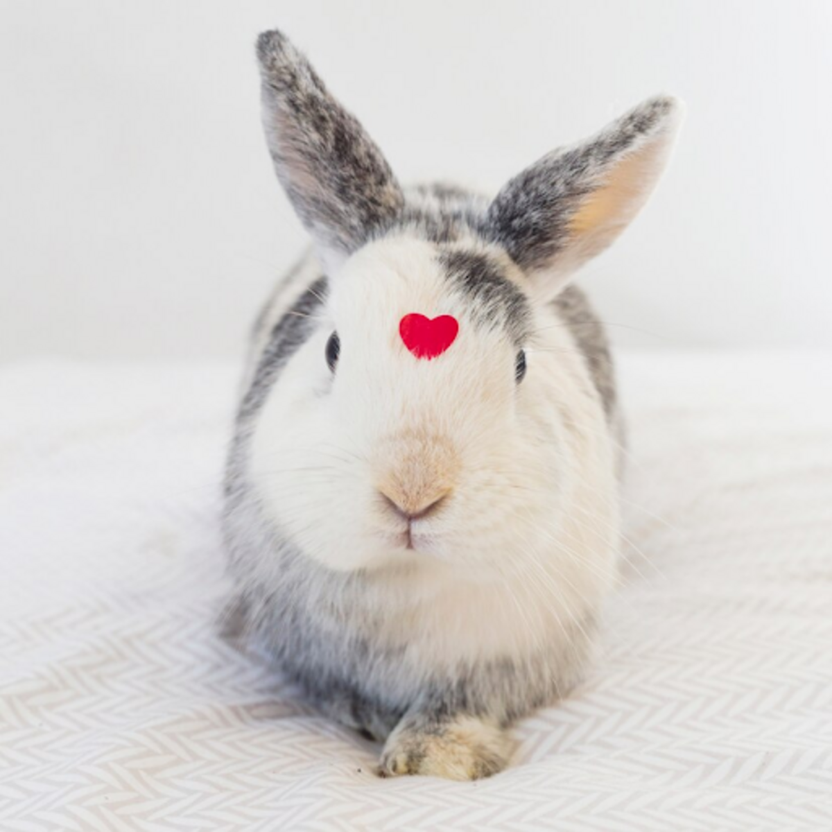 produit-beaute-non-testes-sur-les-animaux